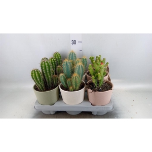 Cactus   ...mix