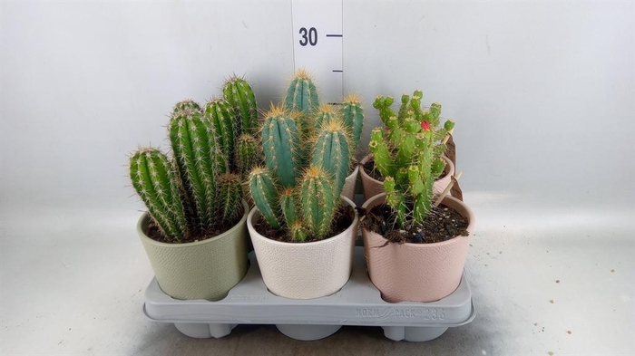 <h4>Cactus   ...mix</h4>