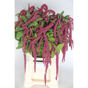 AMAR CA RED CORD