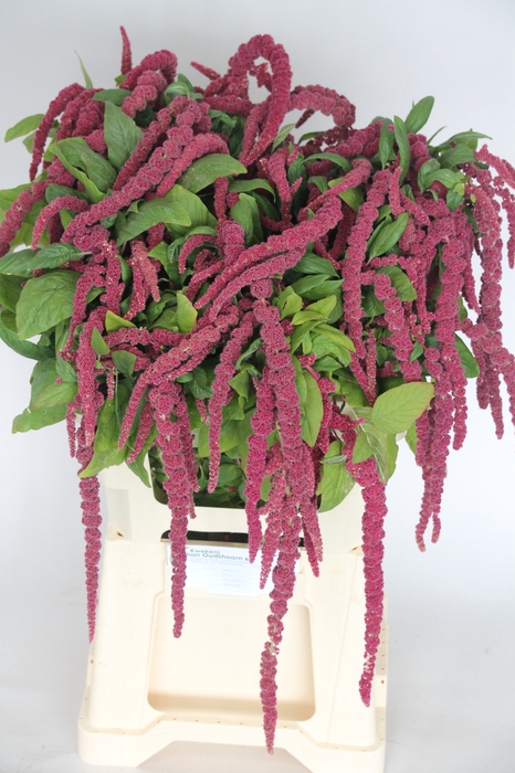 <h4>AMAR CA RED CORD</h4>