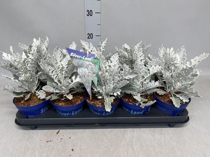 <h4>Jacobaea maritima</h4>