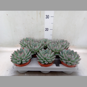 Echeveria  'Apus'