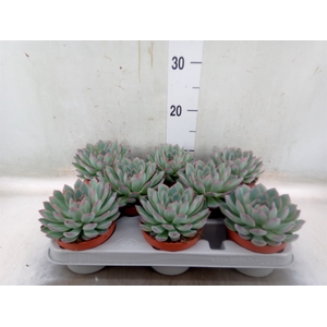 Echeveria  'Apus'