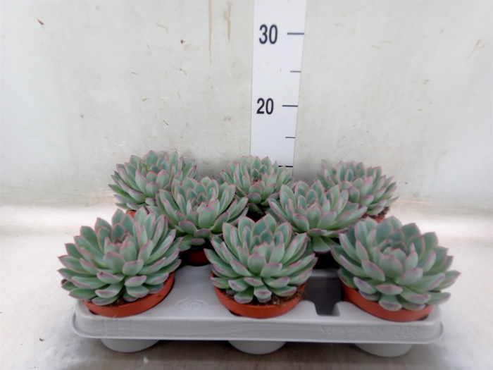 <h4>Echeveria  'Apus'</h4>