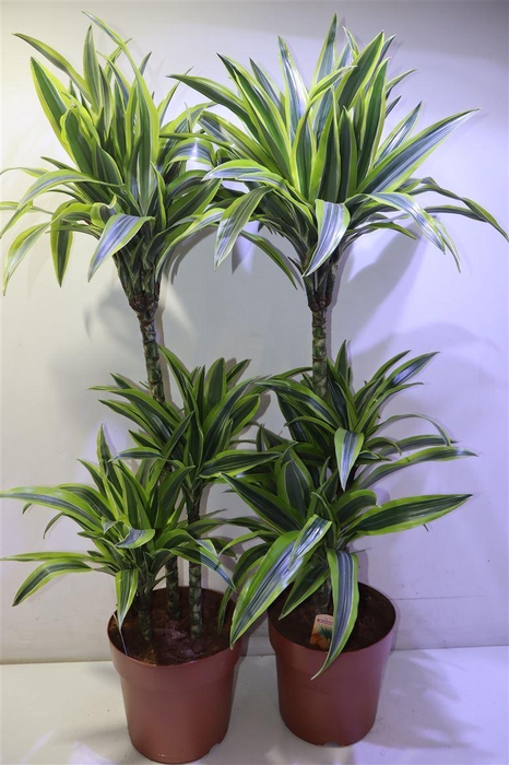 <h4>arr8 Dra De Lemon Lime</h4>