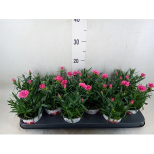 Dianthus  'Oscar Pink Star'