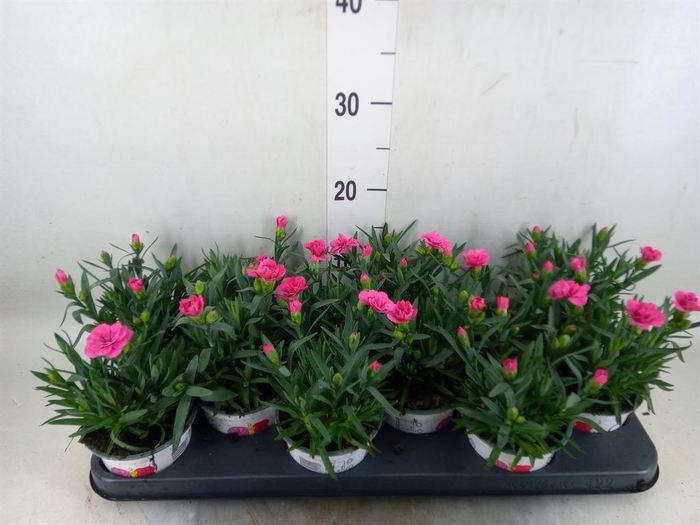 <h4>Dianthus  'Oscar Pink Star'</h4>