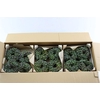 Wr Sierfruit Juniperus Green 12cm