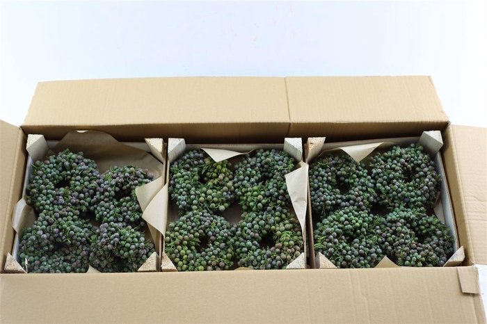 Wr Sierfruit Juniperus Green 12cm