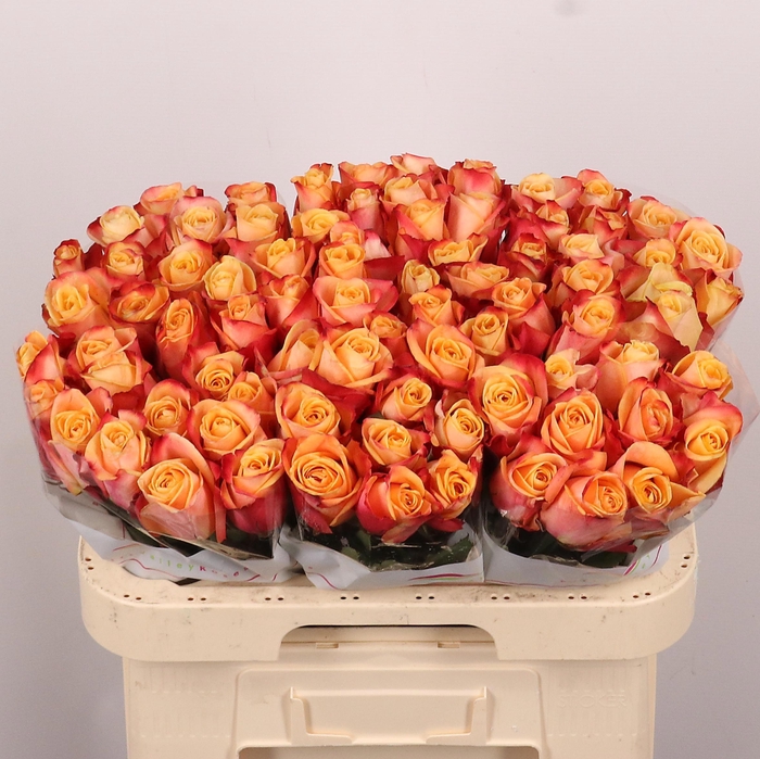 <h4>R GR PEBBLES</h4>