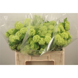 Viburnum Roseum St 2+