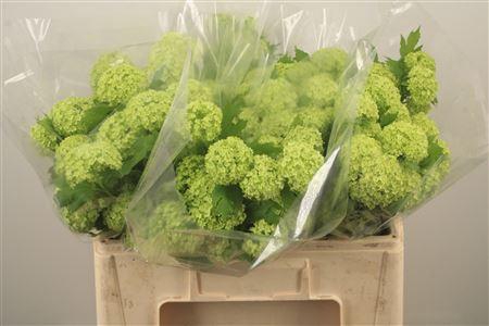 <h4>Viburnum Roseum St 2+</h4>