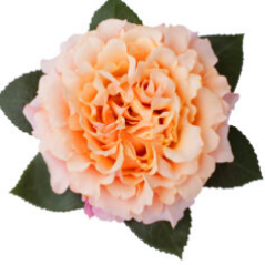 <h4>R Gr Mayras Peach 40cm EC</h4>