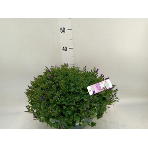 Campanula porten. 'Ambella Purple'