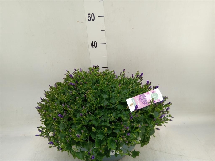 <h4>Campanula porten. 'Ambella Purple'</h4>