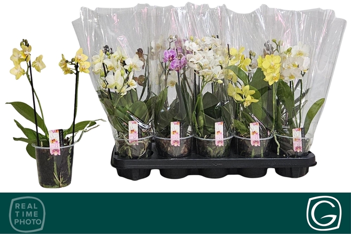 <h4>PHAL MF GEM 3 KL</h4>