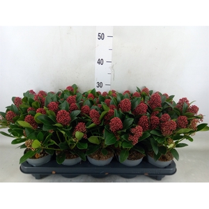 Skimmia jap. 'Rubella'