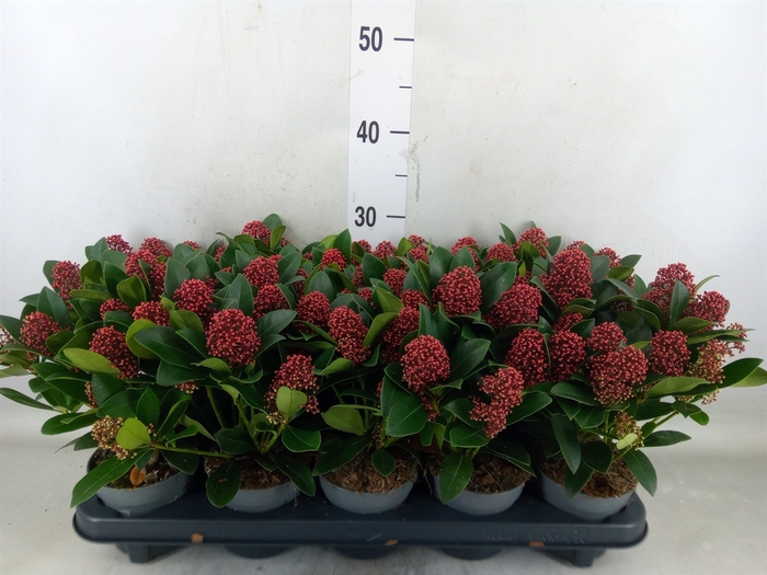<h4>Skimmia jap. 'Rubella'</h4>