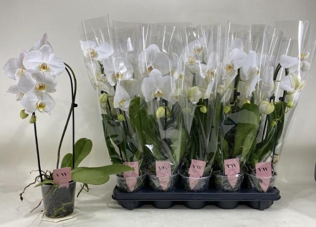 <h4>PHAL AN GLASGOW</h4>