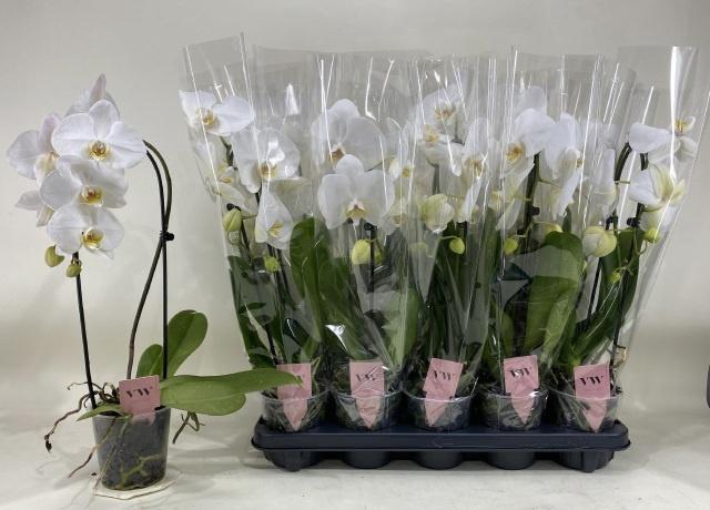 <h4>PHAL AN GLASGOW</h4>