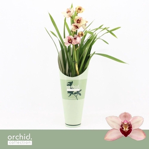 Cymbidium, Dwarf Pink 1-spike 'Orchid Collection' Potcover