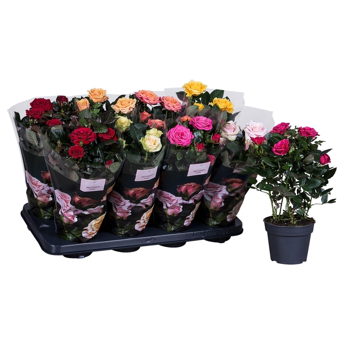 <h4>Nolina Roses Ø 13 cm Mix st. 2-3</h4>