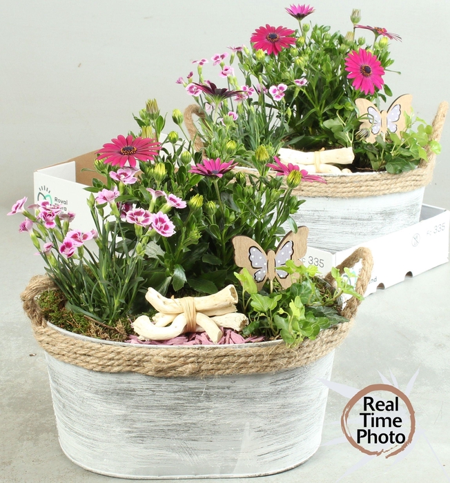 <h4>ARR TUINPLANTEN</h4>