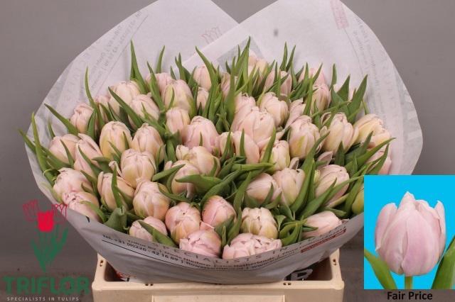 <h4>TU DU FAIR PRICE</h4>