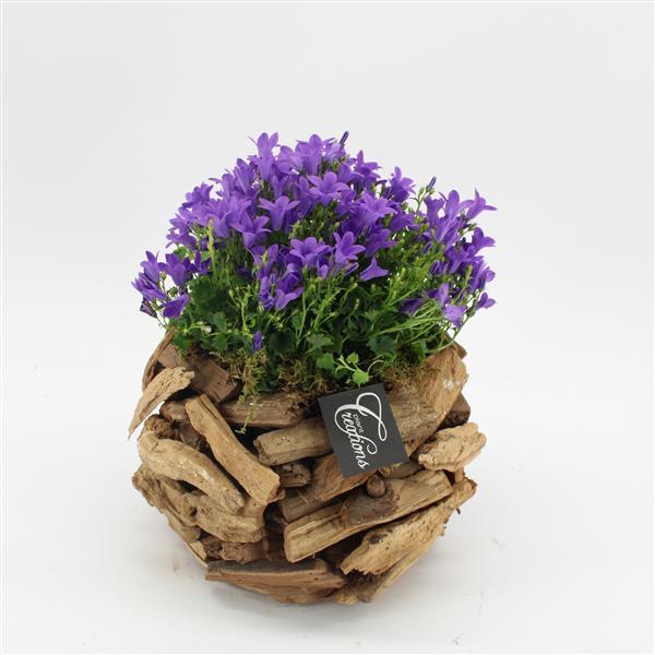 <h4>CACR-2507 Campanula creatie</h4>