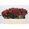 Hypericum True Romance