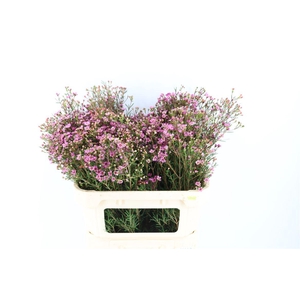 Cham Purple Grand Jupiter