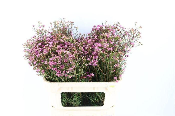 <h4>Cham Purple Grand Jupiter</h4>