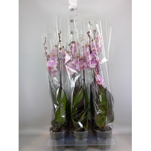 Phalaenopsis  'FC Magic Art'