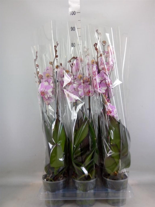 <h4>Phalaenopsis  'FC Magic Art'</h4>