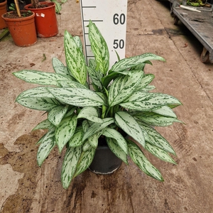Aglaonema comm. 'Silver Queen'