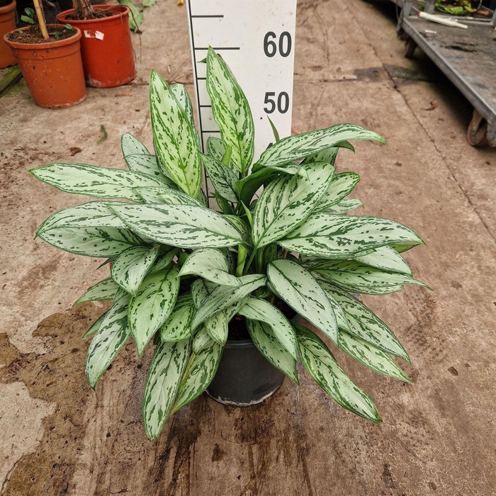 <h4>Aglaonema comm. 'Silver Queen'</h4>