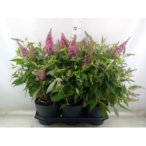 Buddleja davidii 'Butterf C Pink'