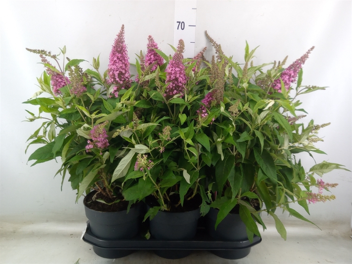<h4>Buddleja davidii 'Butterf C Pink'</h4>