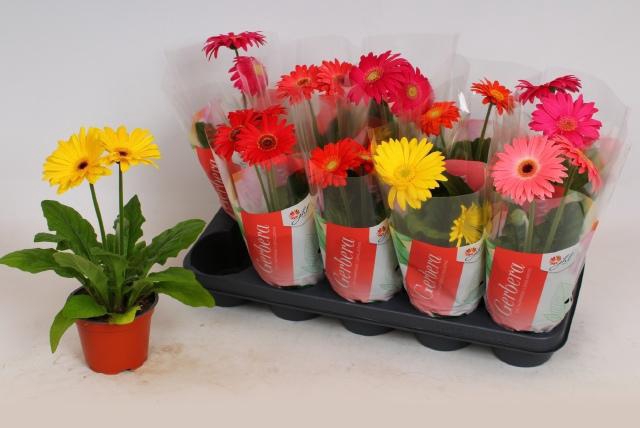 <h4>GER COLOURGAME GEM</h4>