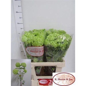 Viburnum Roseum St 2 Bal