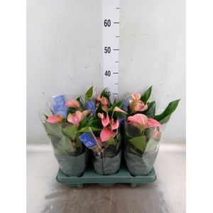 Anthurium andr. 'Joli'