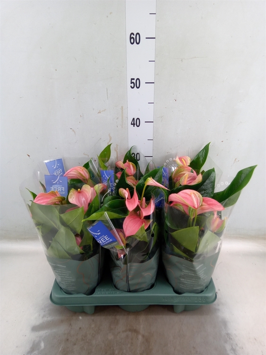 <h4>Anthurium andr. 'Joli'</h4>