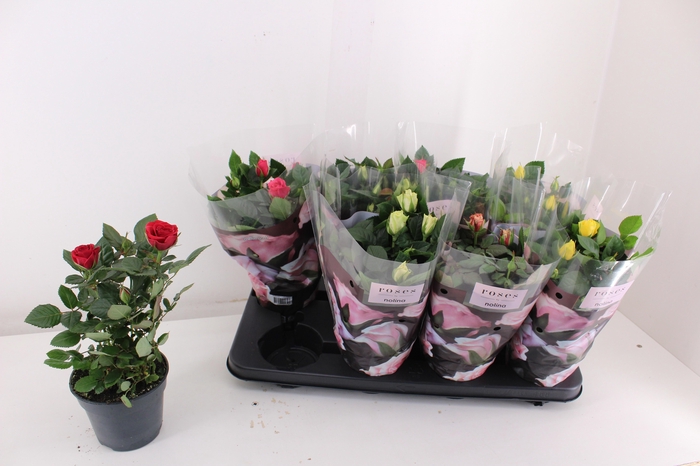 <h4>RO PATHIT GEM 5 SRT</h4>