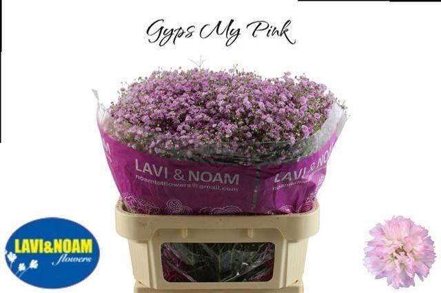 <h4>Gyps Pa My Pink</h4>