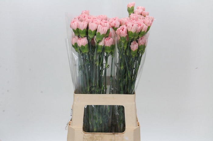 <h4>Dianthus St Sarah Pink</h4>