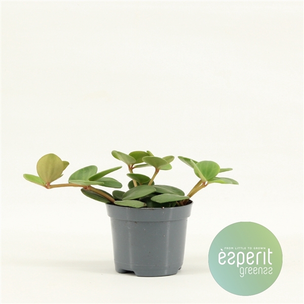 <h4>Peperomia Hope</h4>