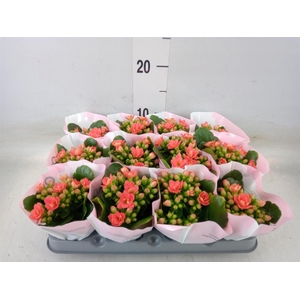 Kalanchoe blos.   ..rosebud