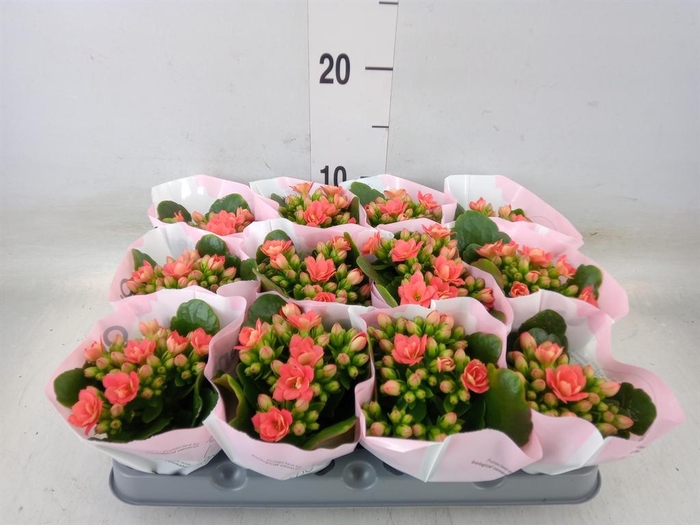 <h4>Kalanchoe blos.   ..rosebud</h4>