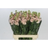 Matthiola Iron Apricot
