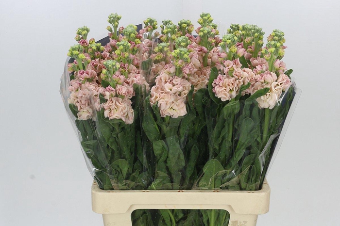 <h4>Matthiola Iron Apricot</h4>